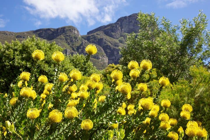 Kirstenbosch Garden, Bo-Kaap-Penguins & Cape of Good Hope Tour