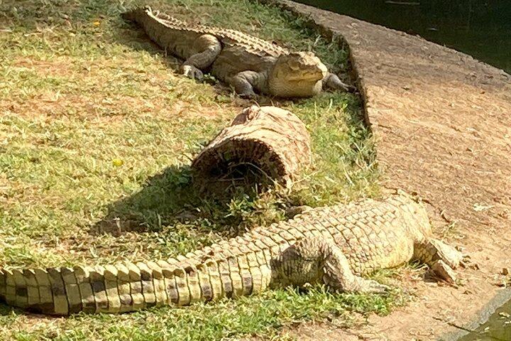 Kampala-Rundgang im Entebbe-Zoo