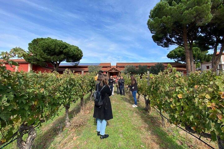 Tour enológico Ribera del Duero desde Madrid con 3 bodegas y almuerzo