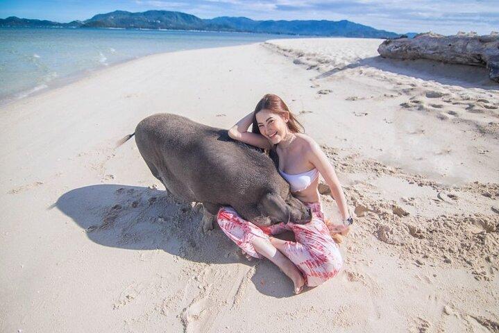 Tour a Koh Samui Pig Island en lancha rápida con snorkel