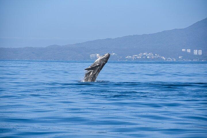 Garanterad valskådningsupplevelse i Puerto Vallarta