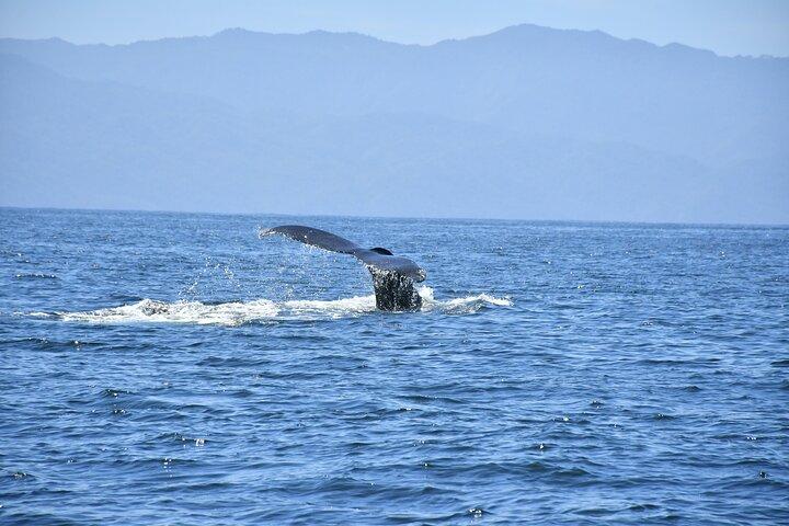 Garanterad valskådningsupplevelse i Puerto Vallarta