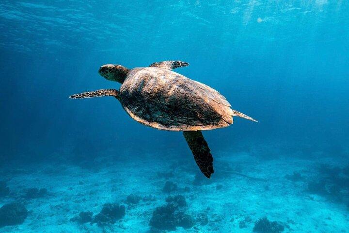 2x tour de snorkel en Phi Phi, Maiton, Maya Bay y islas Khai