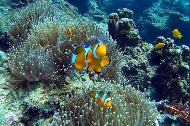 プレミアムピピ、マヤベイ、竹の島巡りスピードカタマラン