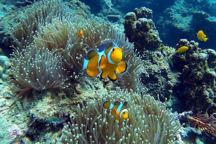 プレミアムピピ、マヤベイ、竹の島巡りスピードカタマラン