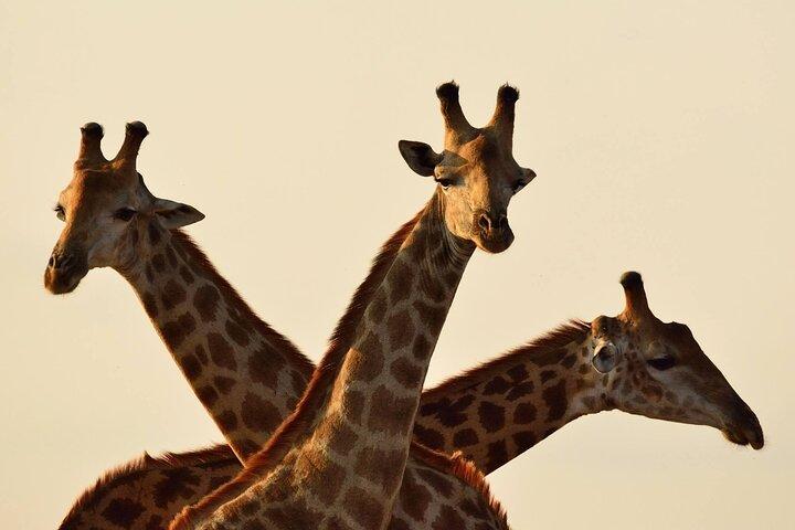 Giraffe Center Karen Blixen en Museum of Illusion Begeleide Tour
