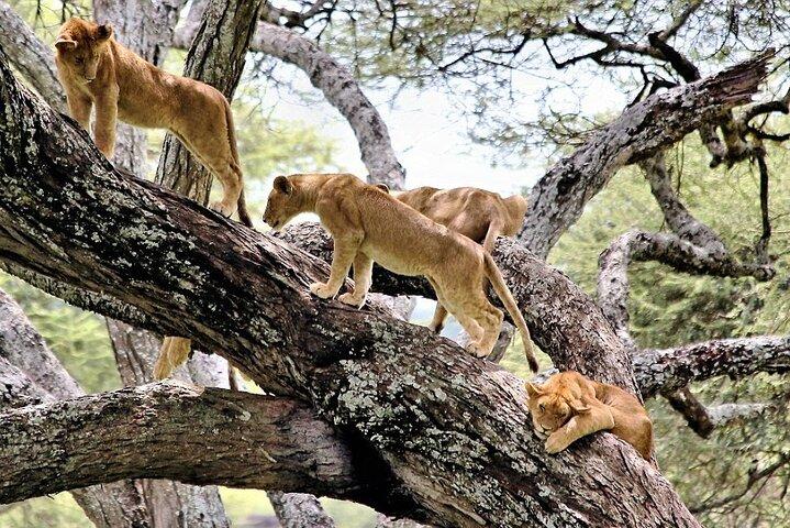 14 dage Kenya og Tanzania Big 5 Wildlife Safari fra Nairobi