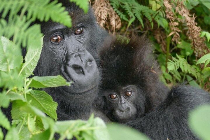 Esperienza di 1 giorno di Gorilla Trekking nel Parco Nazionale dei Vulcani