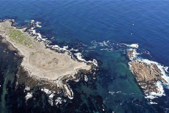 Shark Cage Diving og visning med transport fra Cape Town