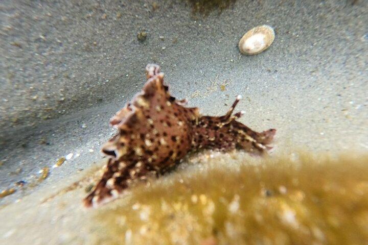 Explore San Diego Tide Pools with a Marine Biologist