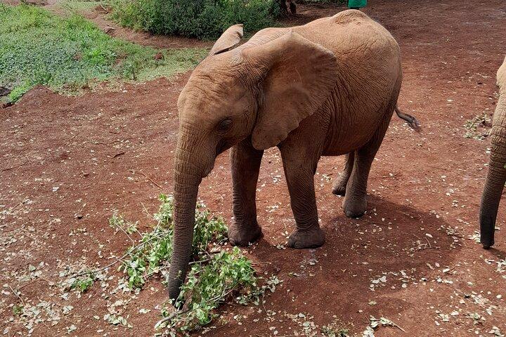 Visite guidée du centre des girafes et de l'orphelinat des éléphants à Nairobi.