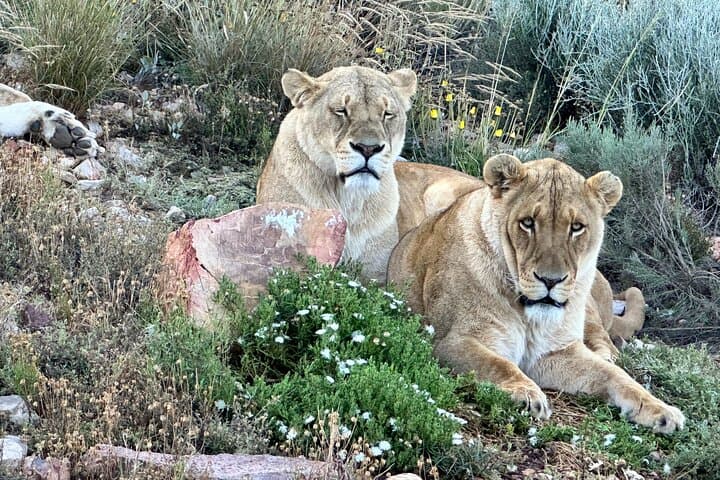 Cape Town Day Safari – Aquila Game Reserve with Lunch & Park Fees