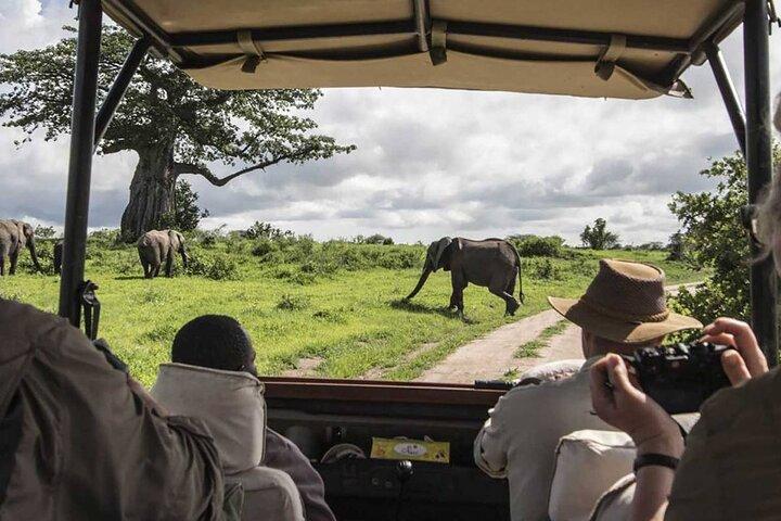 4x4 ランドクルーザー ジープに乗ってケニアの野生動物サファリを巡る 10 日間の旅