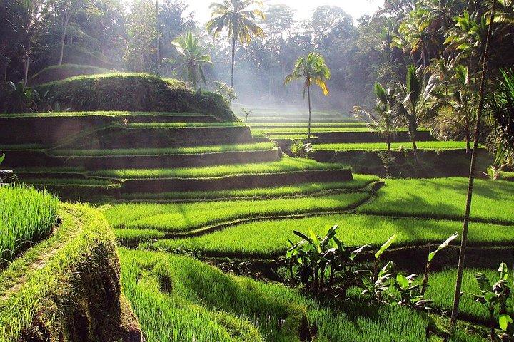 Tour guidato privato a Ubud