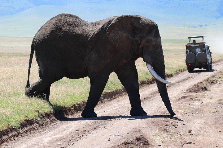 9 Tage Wildlife Adventure mit Flügen High End in Kenia