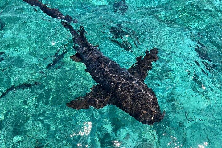 Tour privato hop-on hop-off di San Pedro e Caye Caulker