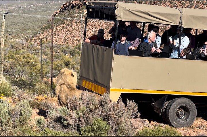 Big Five Safari-ervaring in de buurt van Kaapstad, Zuid-Afrika
