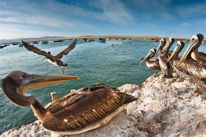 Excursão privada de dia inteiro a Paracas, Ica e Huacachina a partir de Lima