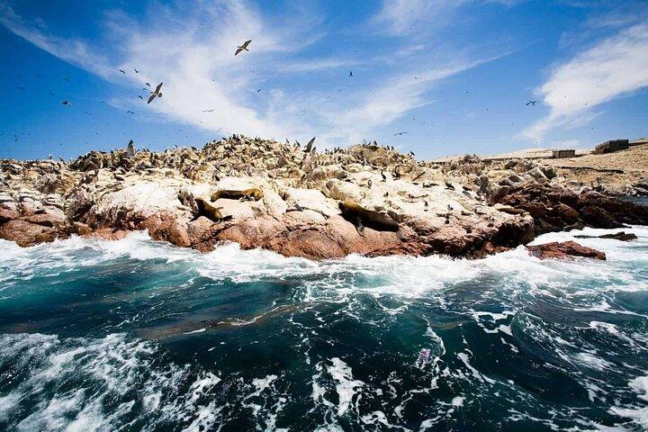 Excursão privada de dia inteiro a Paracas, Ica e Huacachina a partir de Lima