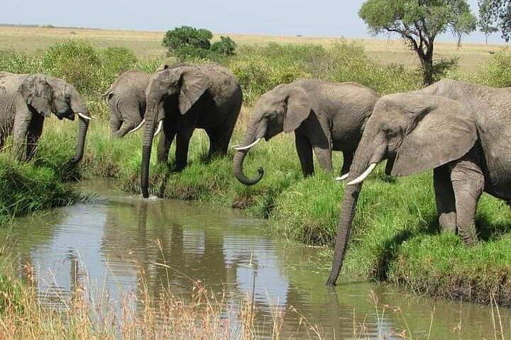 Safari privé à Ol Pejeta de 3 jours avec un voyage à la ferme