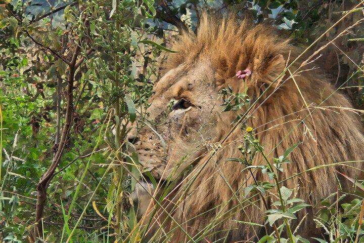 Safari privato a Rhino e Lion & Lesedi Cultural Village Tour
