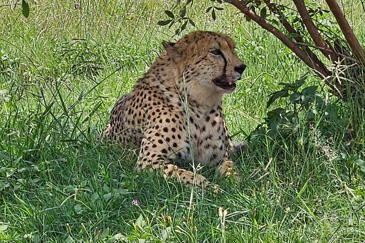 Safari privato a Rhino e Lion & Lesedi Cultural Village Tour