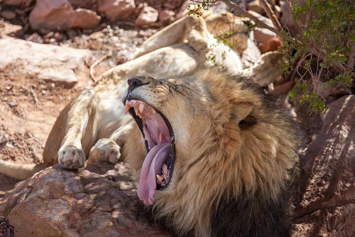 Big Five Safari-ervaring in de buurt van Kaapstad, Zuid-Afrika