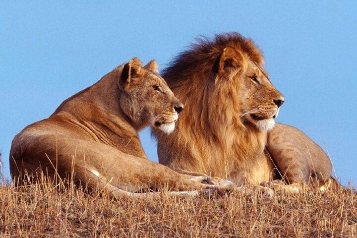 Safari privato Akagera Big Five di 1 giorno con ritiro e pranzo.