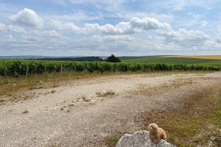 Dégustation de vins et fromages de Bourgogne Excursion privée d'une journée 15 verres