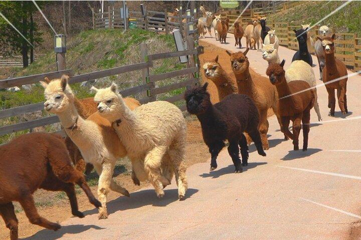 Alpaca World & Nami Island privat tur
