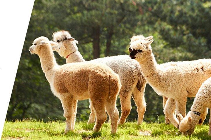 Alpaca World & Nami Island privat tur