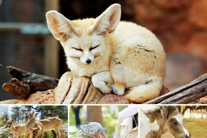Alpaca World & Nami Island privat tur