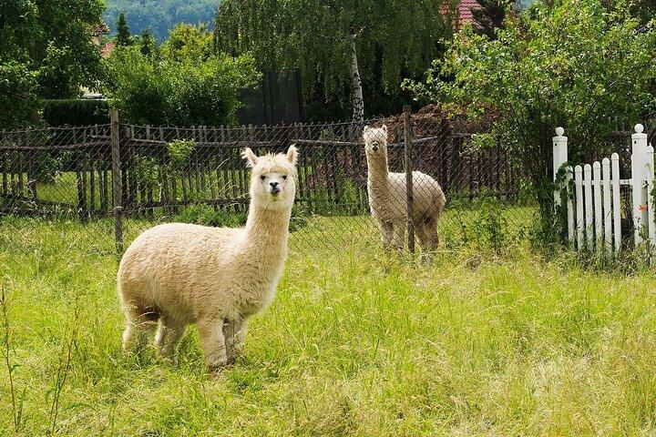 Alpaca World & Nami Island privat tur