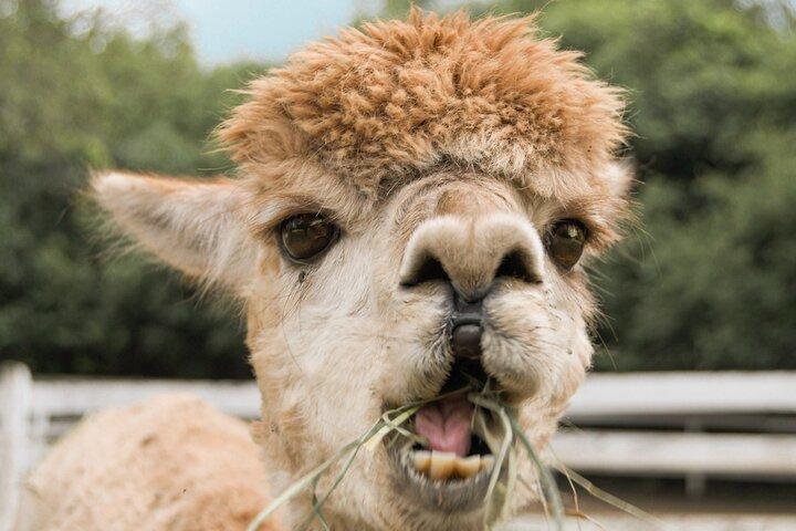 Tour privato del mondo degli alpaca e dell'isola di Nami
