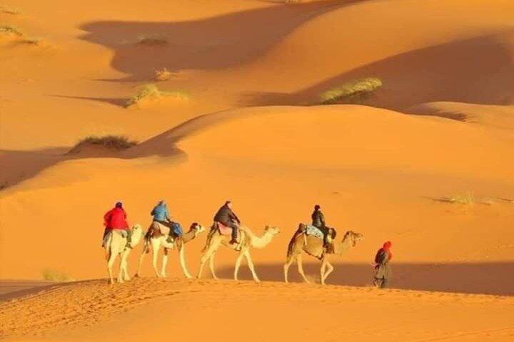 Privat Morgon Ökensafari med Camel Ride Falcon Foton