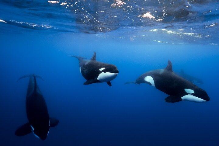 Safari in oceano aperto e Whale Watching