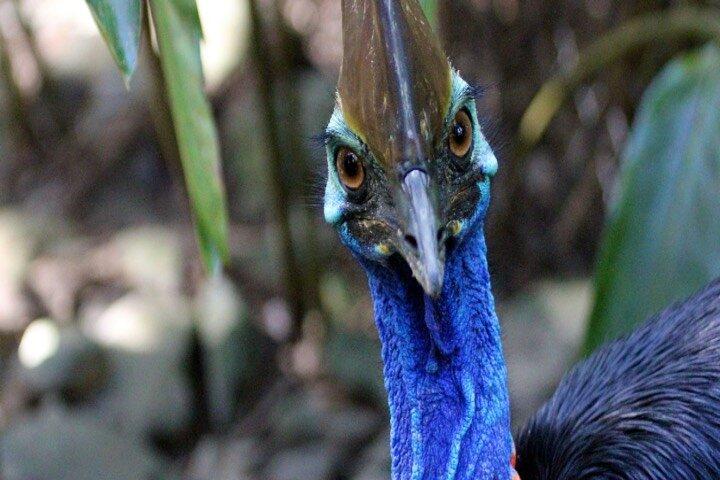 Cape Tribulation og Daintree Wilderness Day Tour i Cairns