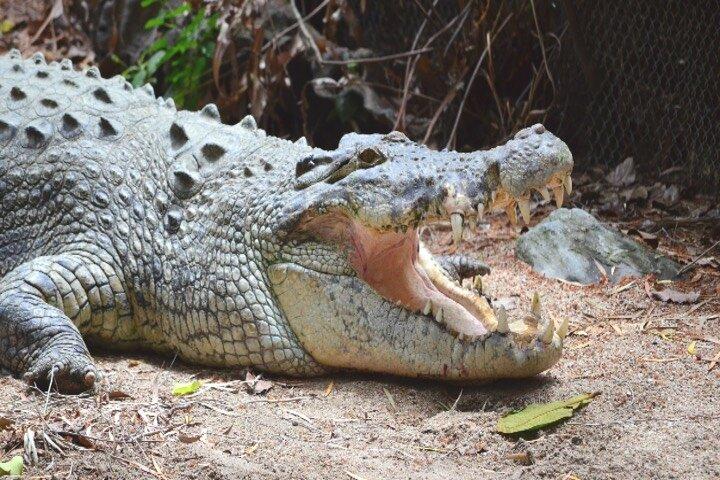 Cape Tribulation og Daintree Wilderness Day Tour i Cairns