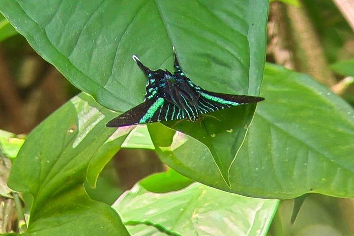 マヌエル・アントニオ国立公園：入場料込みのガイド付きツアー