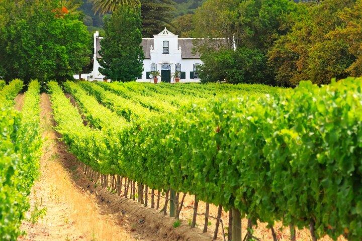 Excursion d'une demi-journée sur la route des vins au Cap