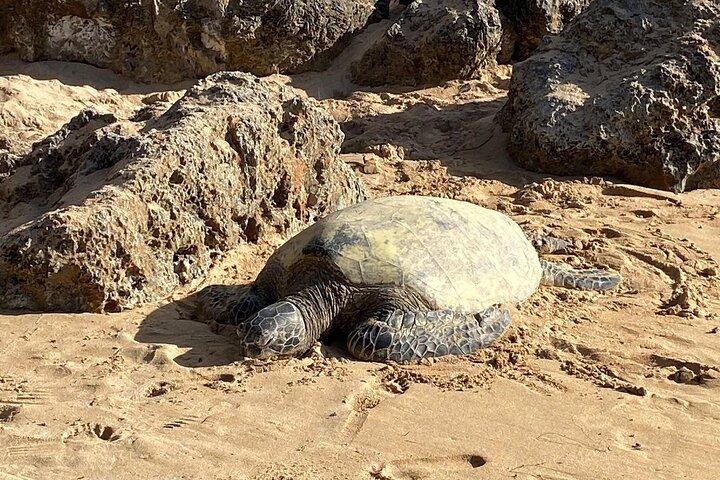 Best of Oahu Full-Day Small-Group Island Tour