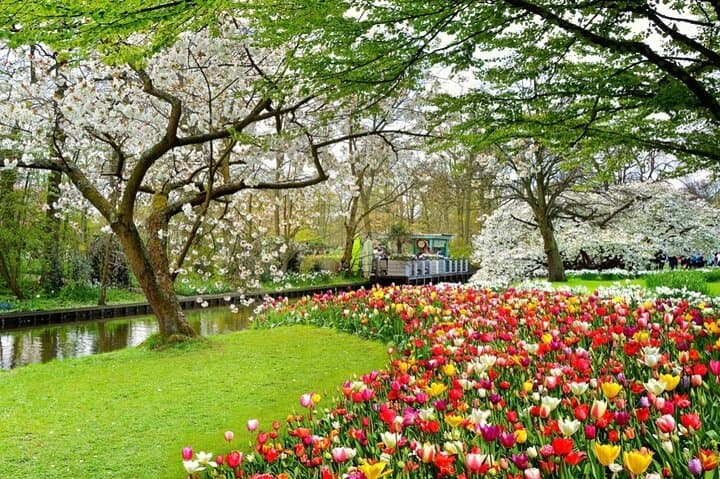 Exclusive Private Keukenhof and Tulip Fields Tour