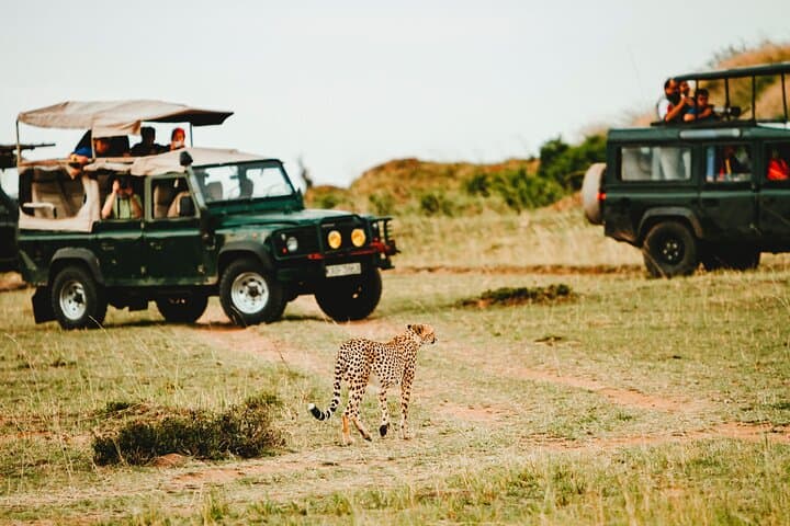 6 Days Kenya safari: Amboseli, Lake Nakuru, and Masai Mara