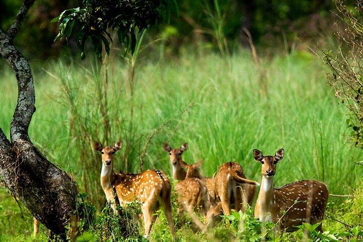3 Tage und 2 Nächte Chitwan-Nationalpark-Safari-Tour in Pokhara