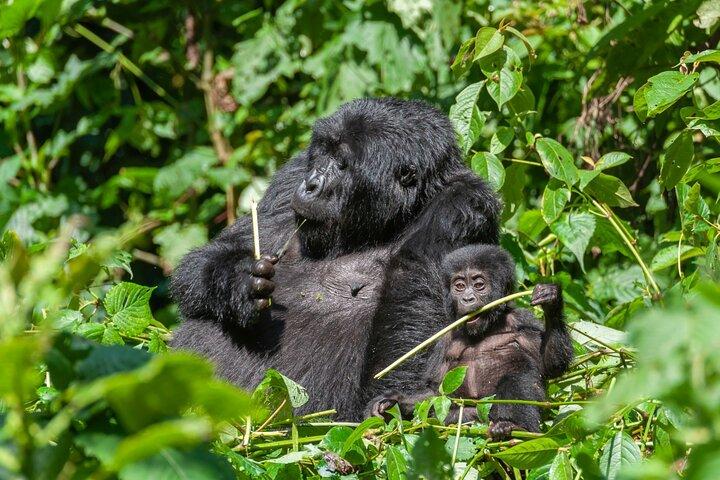 Trekking privado de gorila de 1 dia em Kigali Ruanda
