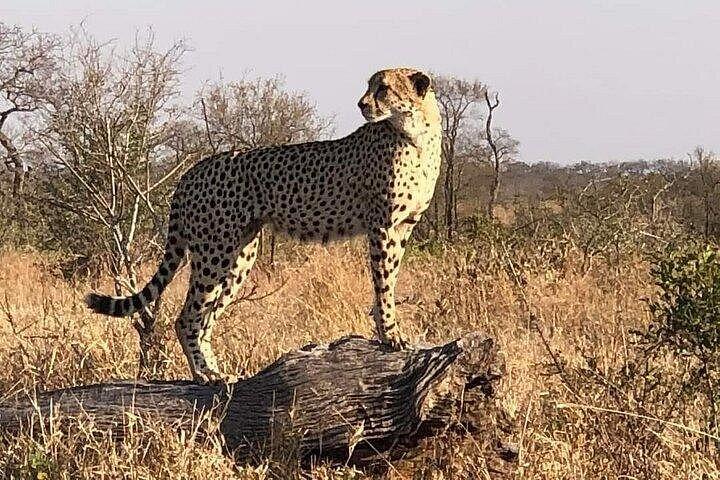 5 Day Ultimate Kruger National Park Budget Accommodation