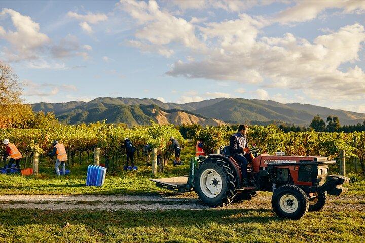 Gourmet Gold Wine Tour: Verwöhnen Sie sich mit den besten Weinen von Cloudy Bay