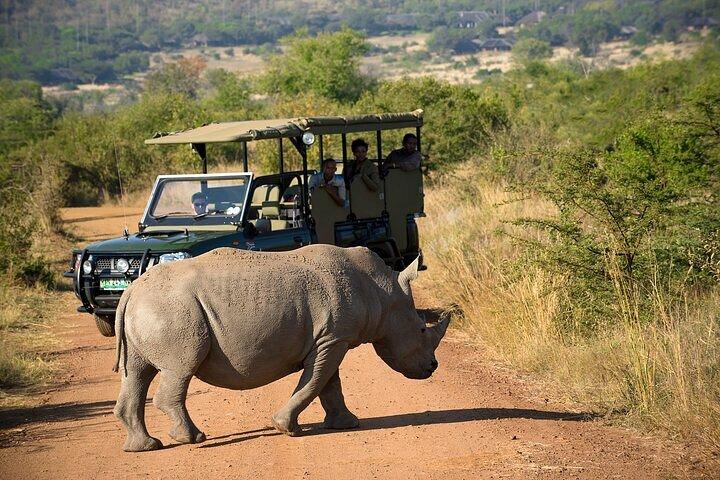 3-stündige Safari-Tour im Pilanesberg-Nationalpark
