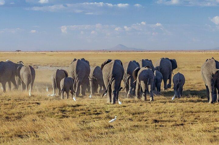 Day Tour to Amboseli National Park with entry fees and Lunch