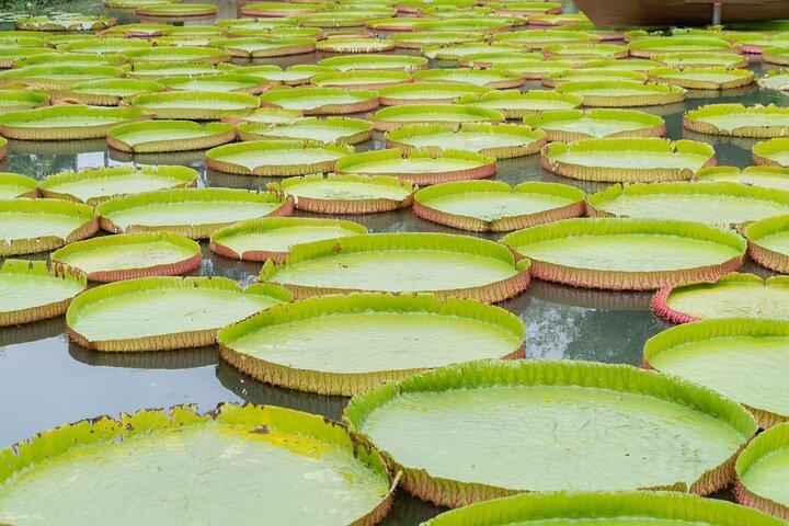 Visite privée des nénuphars géants et du temple de Phuket